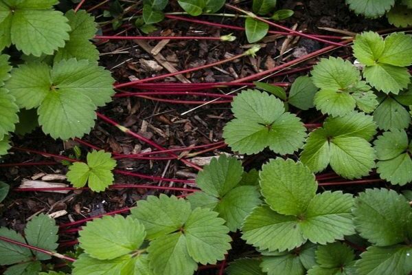 propagation des fraises avec une moustache