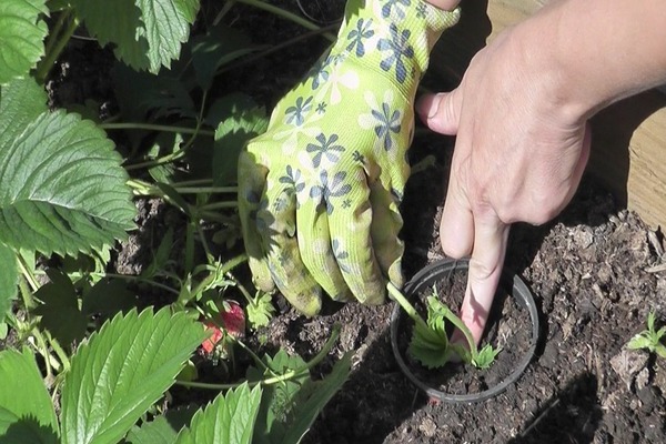 comment propager des fraises avec une moustache