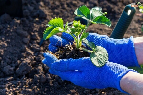 planter des fraises avec une moustache