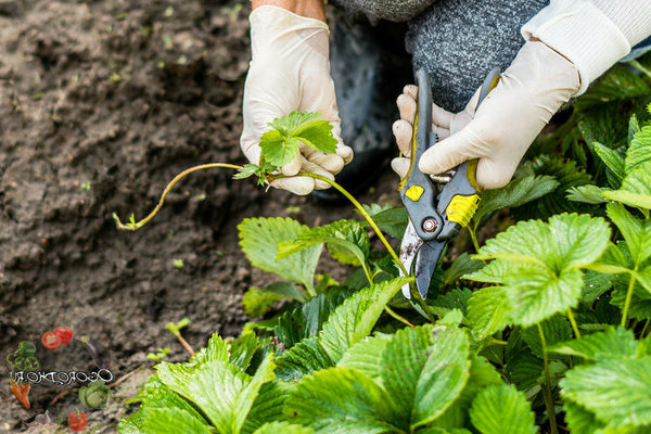 quelles moustaches sont prélevées sur les fraises pour la reproduction