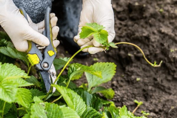 how to care for strawberries after