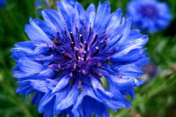 cornflower-hair description