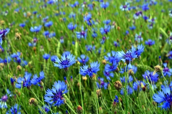 cornflower-hair application