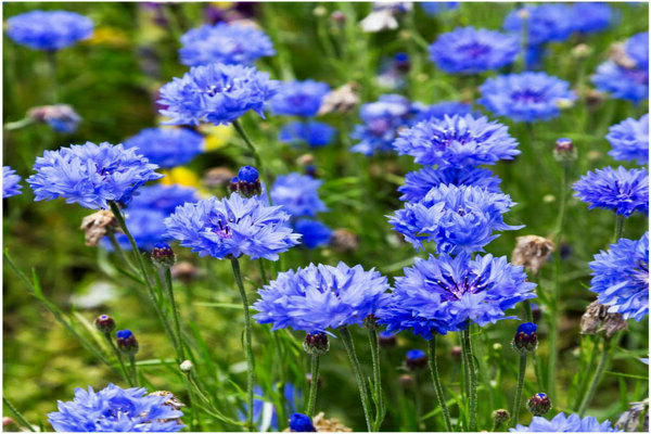 cornflower-hair growing