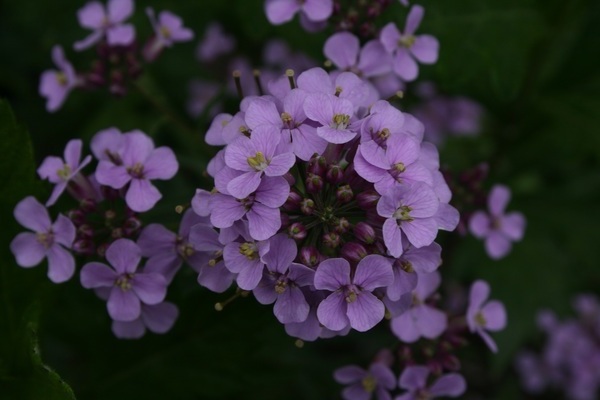 Vechernitsa