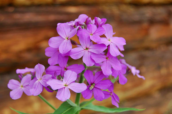 Vechernitsa