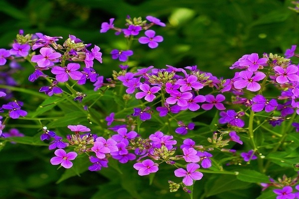 Vechernitsa