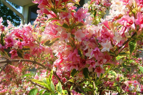 carnaval en fleurs weigela