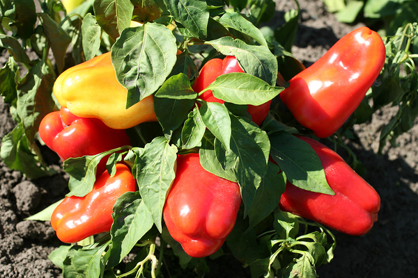 pepper varieties