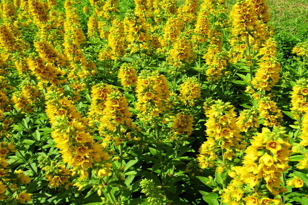 loosestrife_point