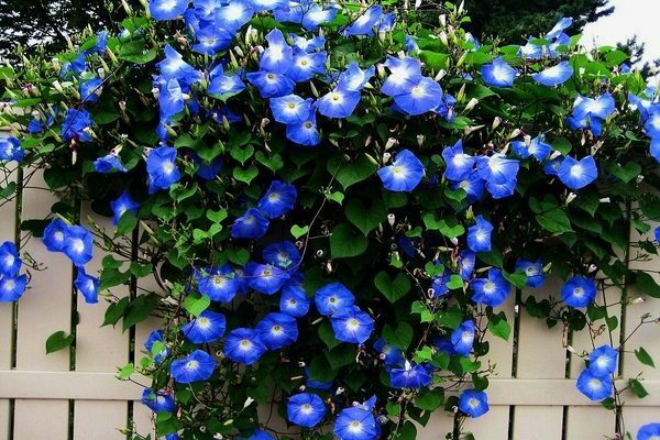 plantes pour le jardinage vertical