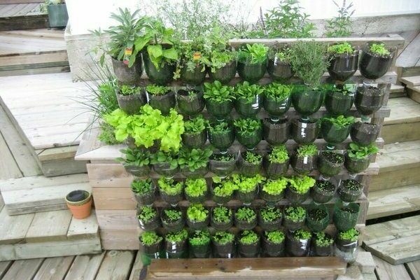 How to make vertical beds for strawberries from bottles