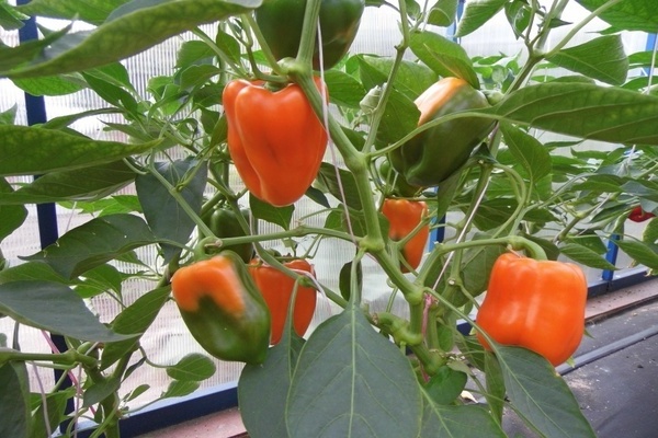pepper varieties