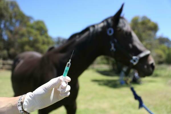 Vetranquil injections