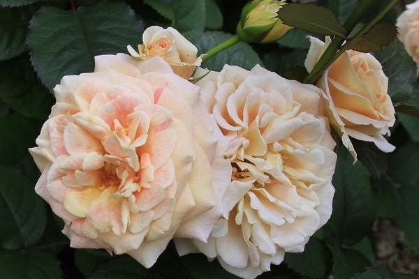 variétés de roses