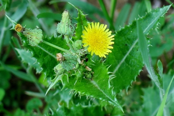 types of weeds