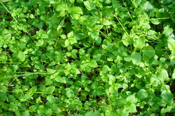 weed species photos and names