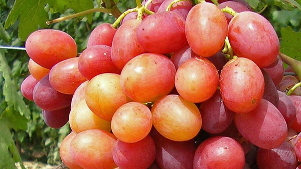 raisins annuta