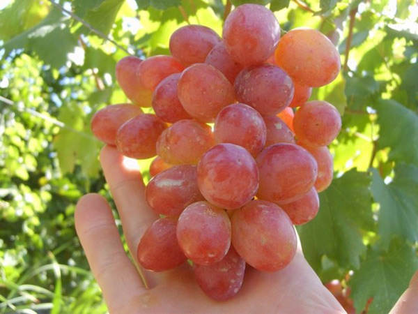 raisins annuta