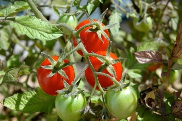 foliar feeding of tomatoes