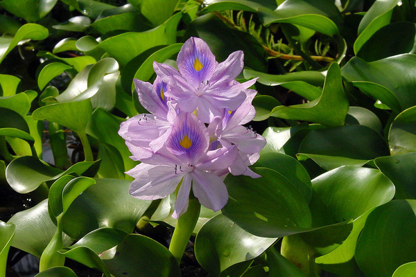 Water hyacinth care