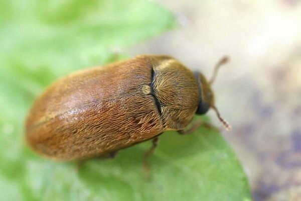 Blackberry pests and the fight against them, photo
