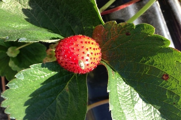Strawberry pests