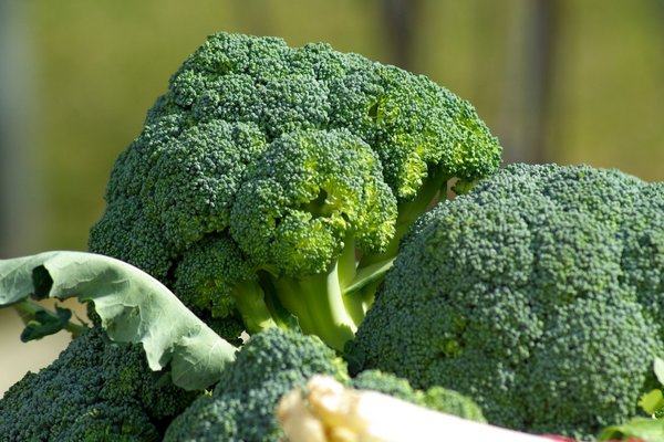 cultivo de brócolis ao ar livre