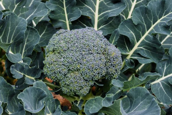 cultivo de brócolis ao ar livre
