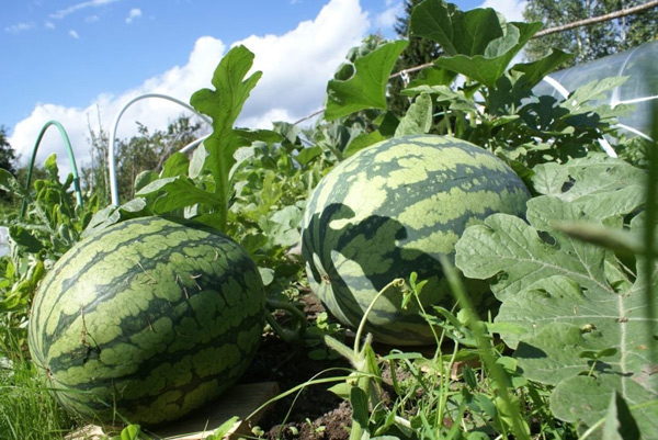 cultivo de melancias