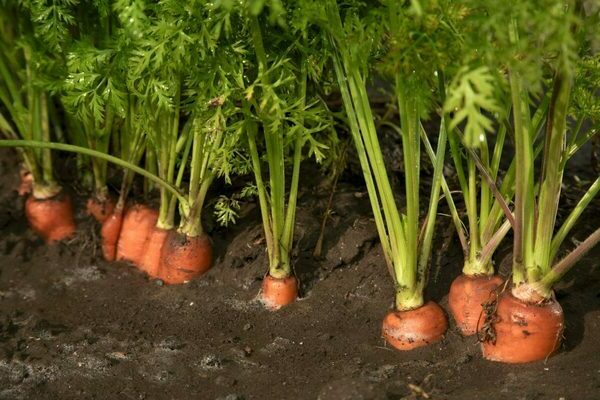 growing carrots