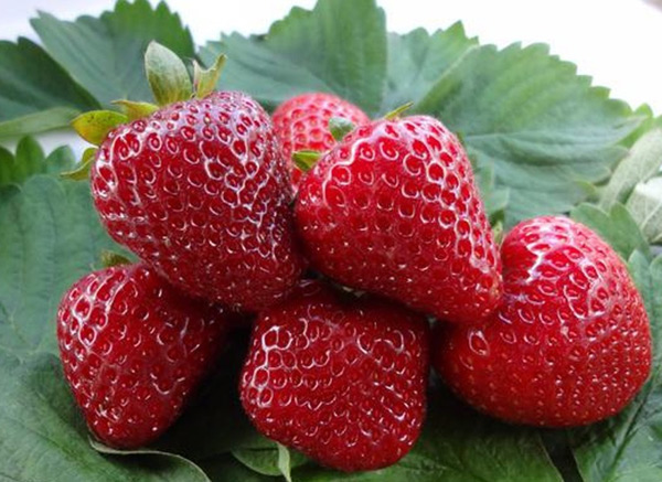 faire pousser des fraises remontantes