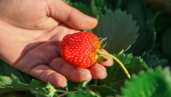 faire pousser des fraises remontantes