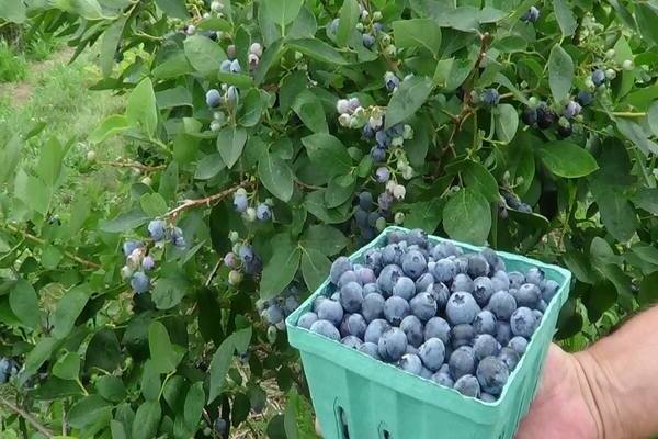 growing blueberries