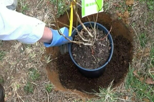 blueberry plant cultivation