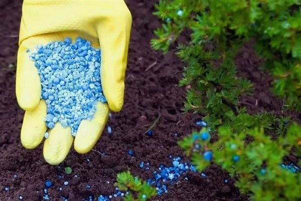 technologie agricole pour la culture des groseilles