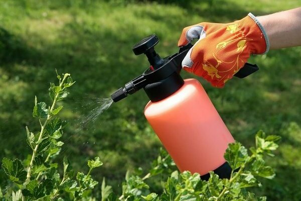 entretien et culture des groseilles rouges