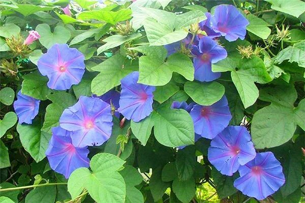 garden bindweed