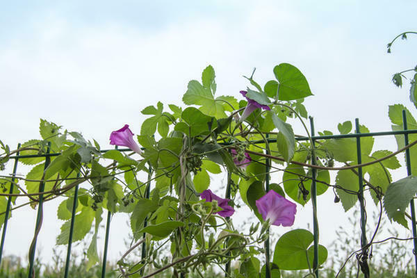 bindweed in the garden