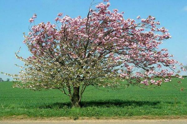 Pommier Mantet: une description de la plantation et des soins