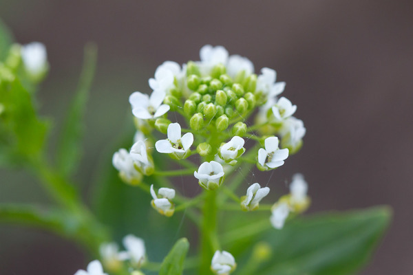 Feldrolle