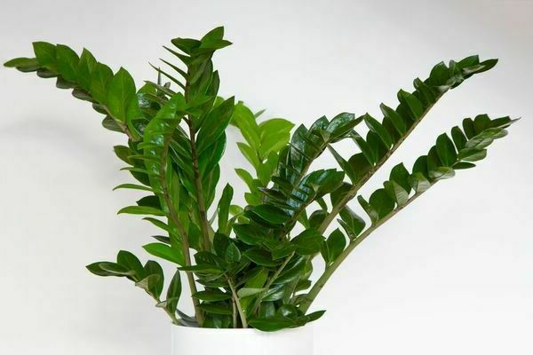 Zamioculcas care