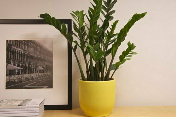 Zamioculcas conditions