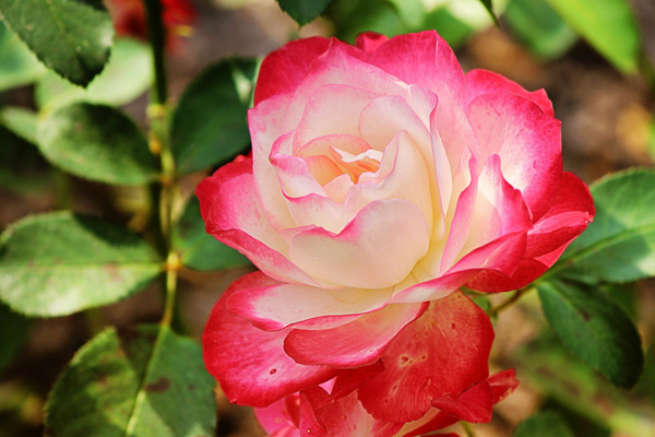 die Blätter der Rose werden gelb