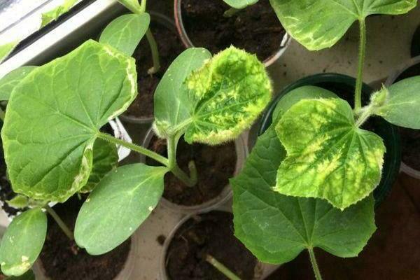 folhas de pepino ficam amarelas