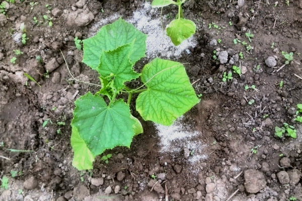 how to feed the cucumbers