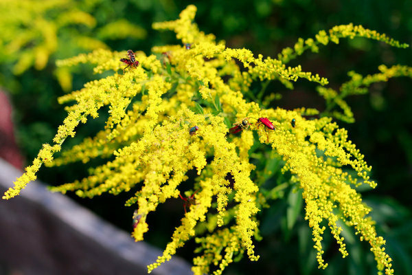 Goldenrod