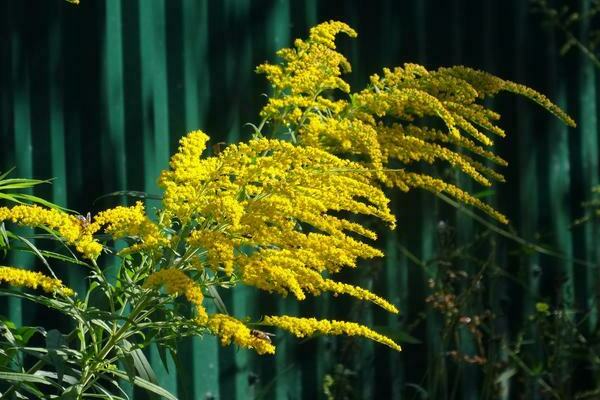 Common goldenrod
