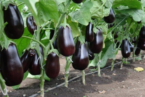 eggplant with cucumbers