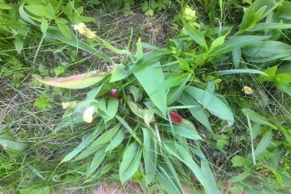 cuidado da tulipa após a floração